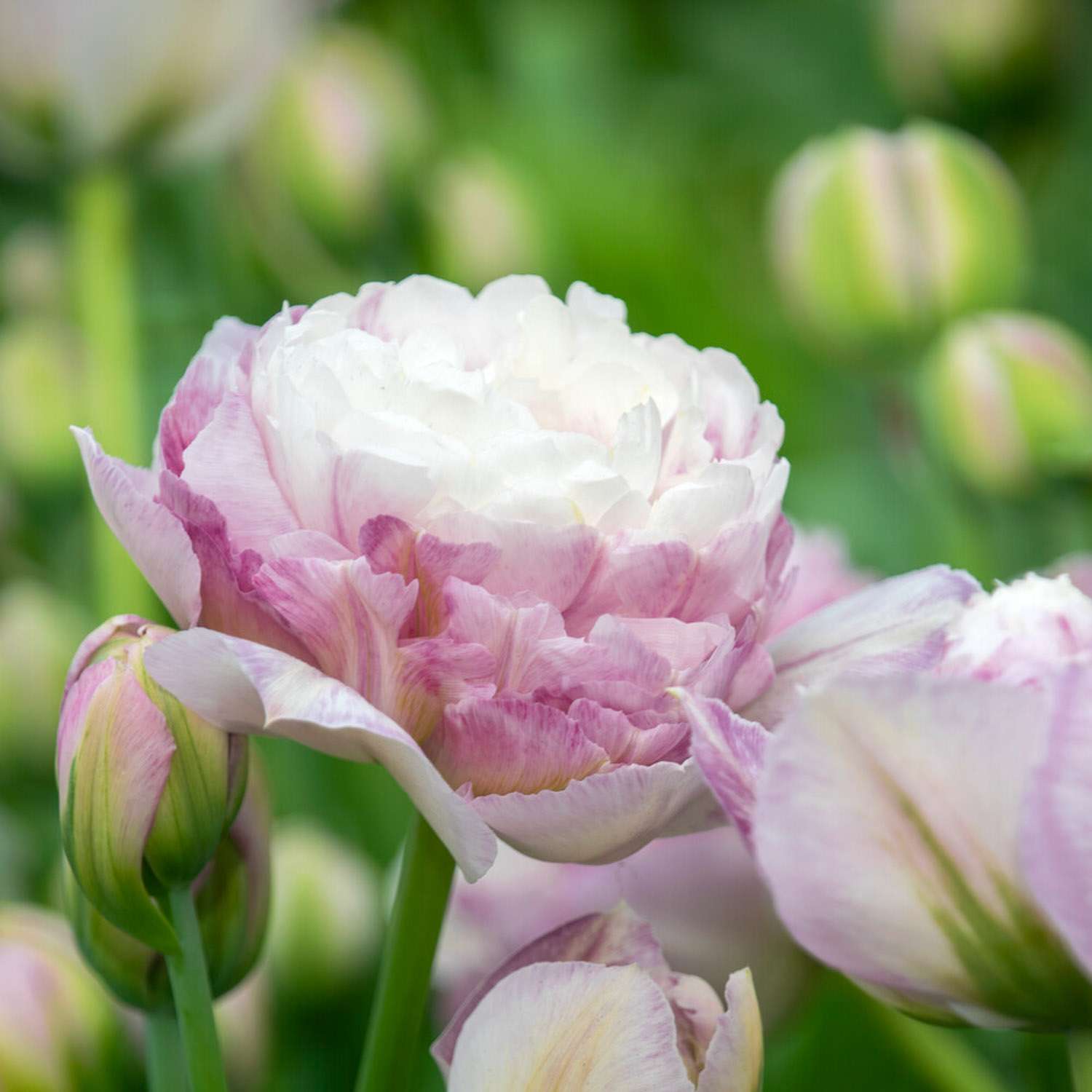 Tulipan 'Double Surprise'